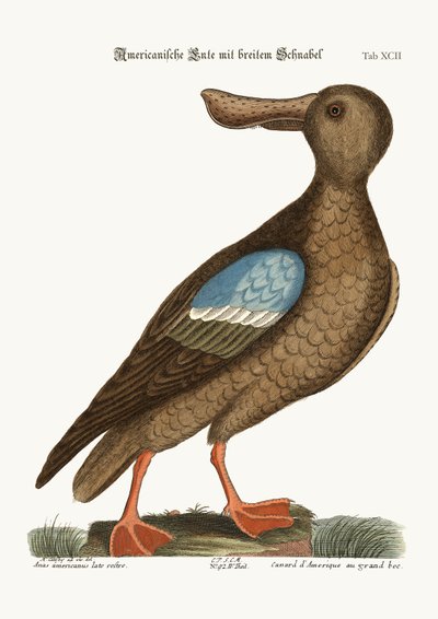 The Blue-wing Shoveler by Mark Catesby